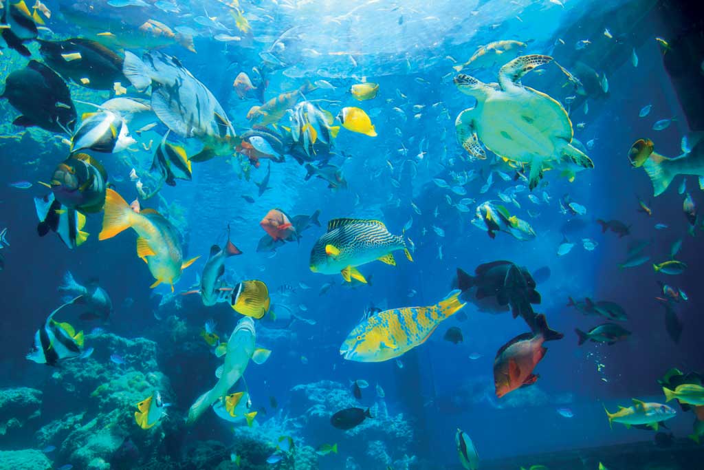 Biglietto per acquarium di Okinawa Churaumi - Esplora l'oceano