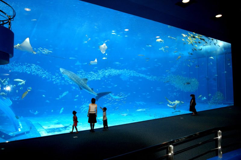 沖縄美ら海水族館入場券 – 海を探検