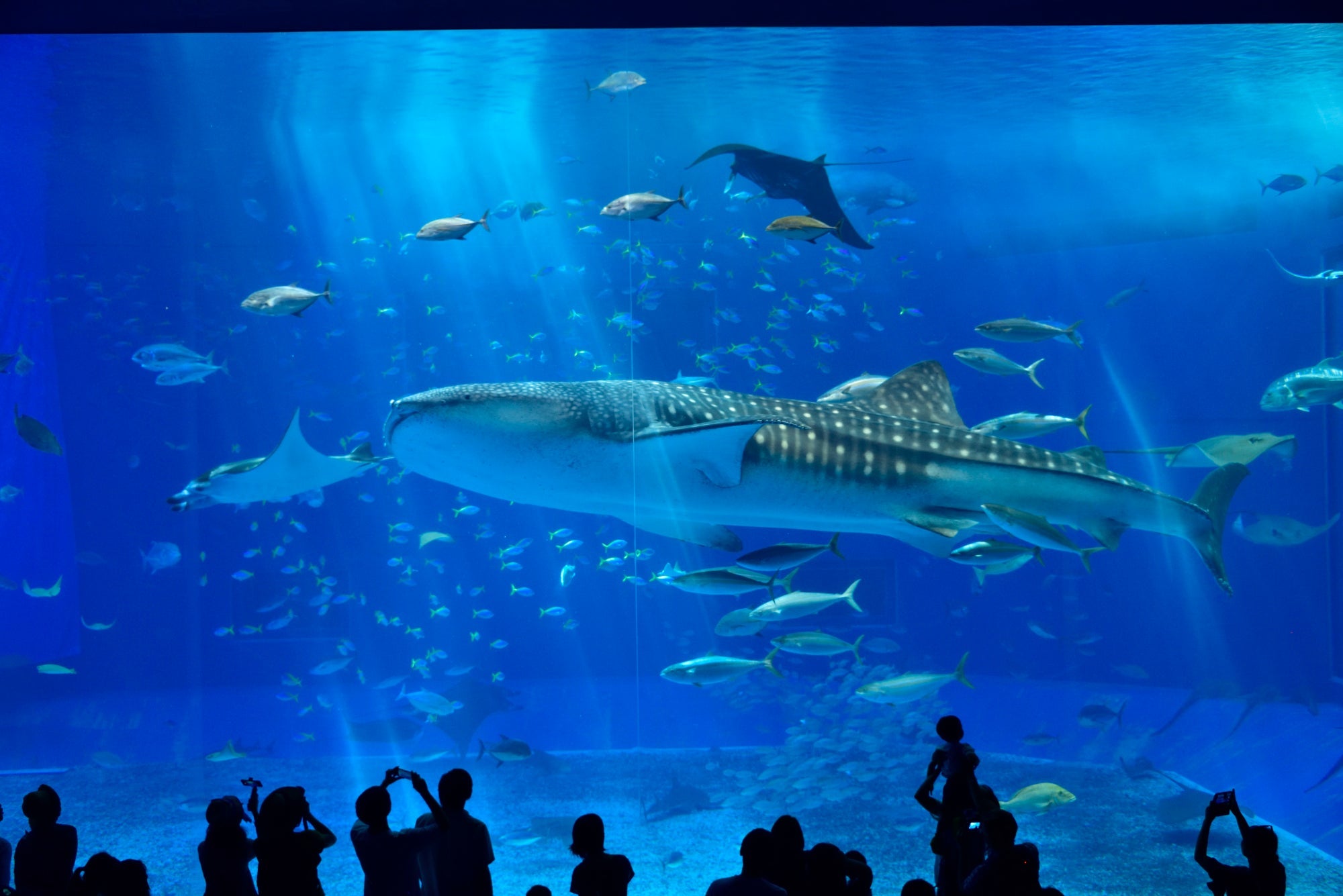 Okinawa Churaumi Aquarium -lippu - Tutustu valtamereen