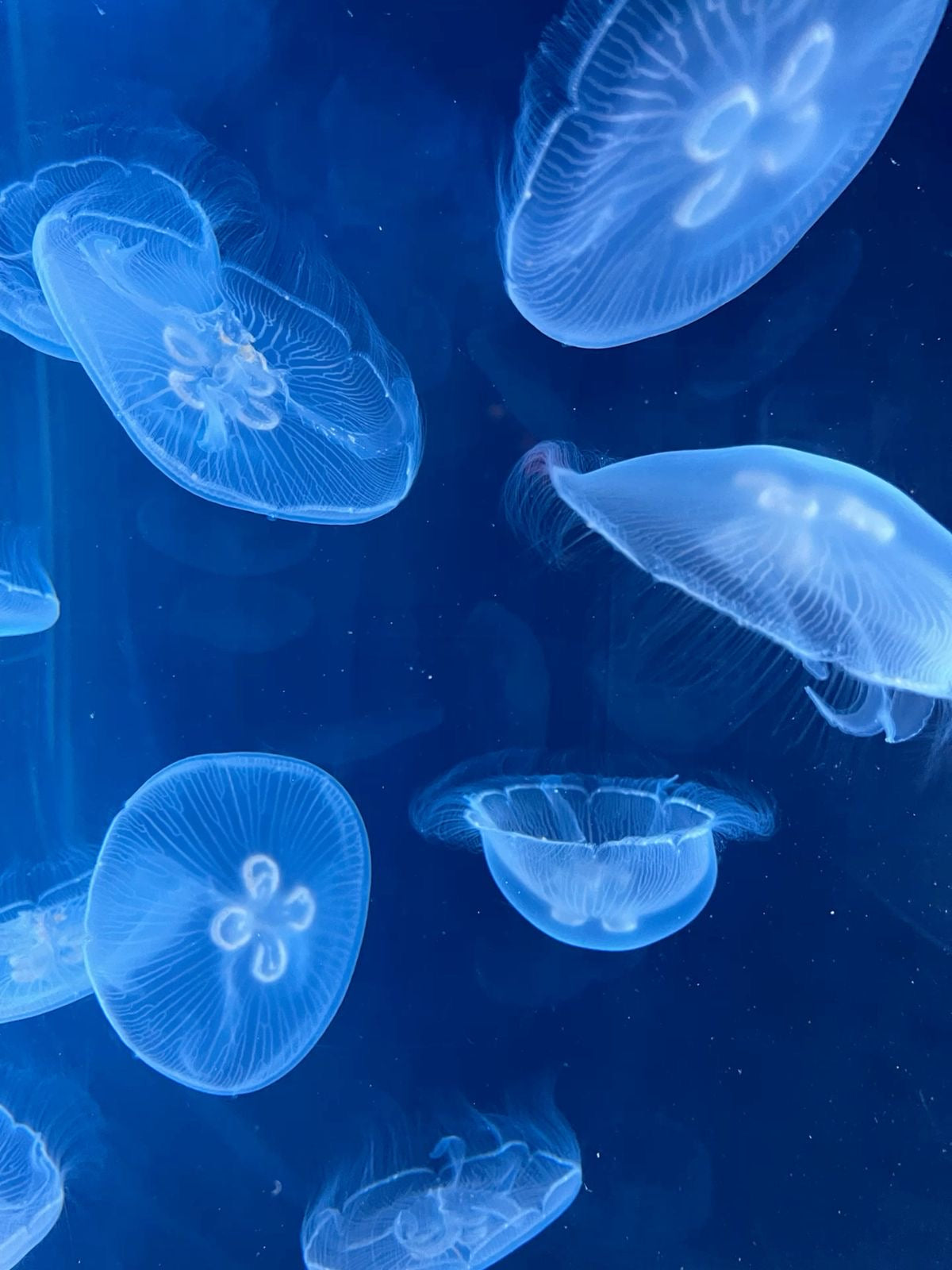 Oceanário de Lisboa - דלג על כרטיס הקו