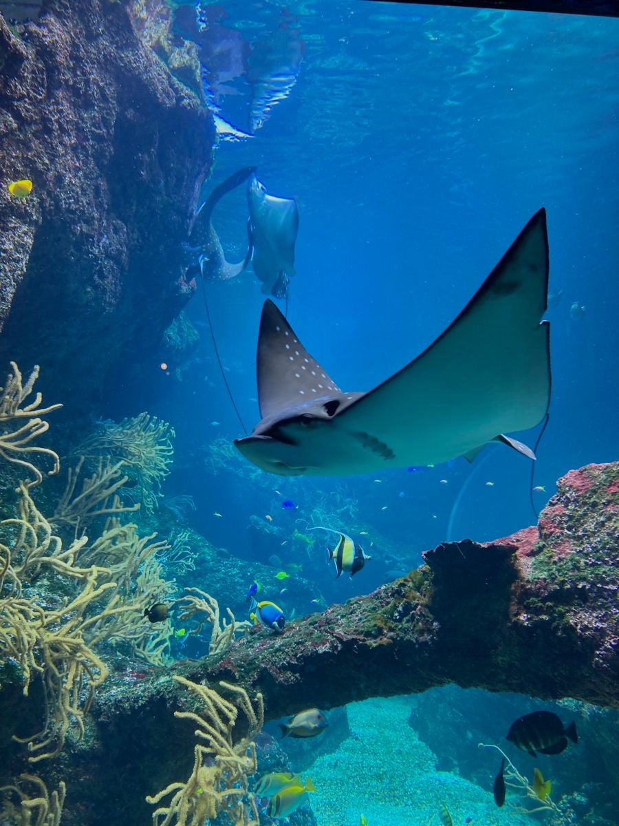 Oceanário de Lisboa - Ohita linjalippu