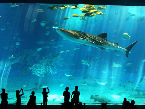 Barcelona Aquarium: Adgangsbillet