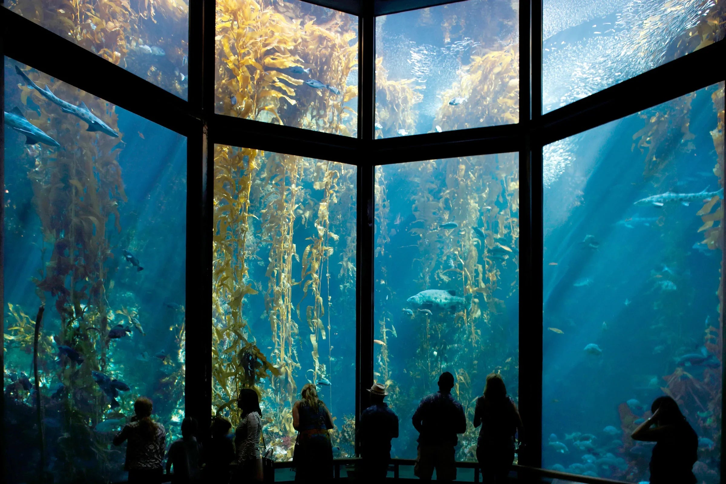 優先入場チケット: モントレーベイ水族館