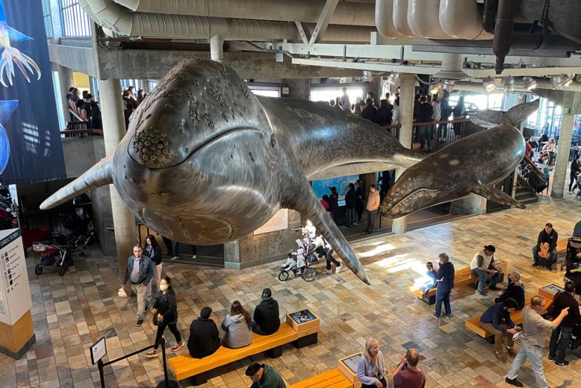 Salta il biglietto della linea: Acquario Monterey Bay